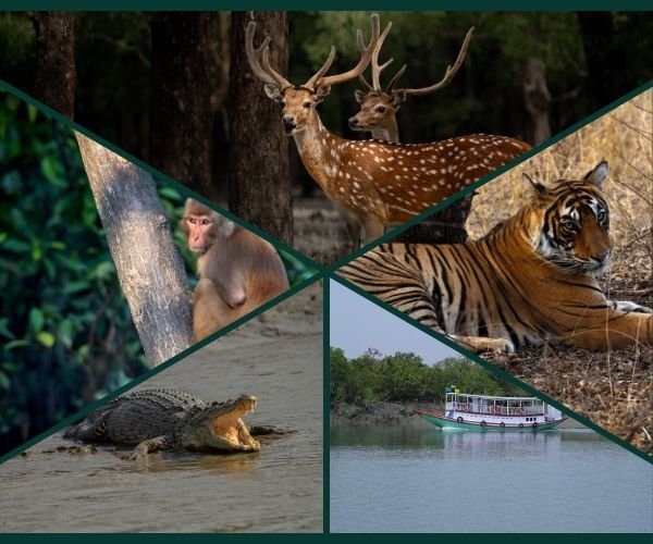 1 Say Sundarbans