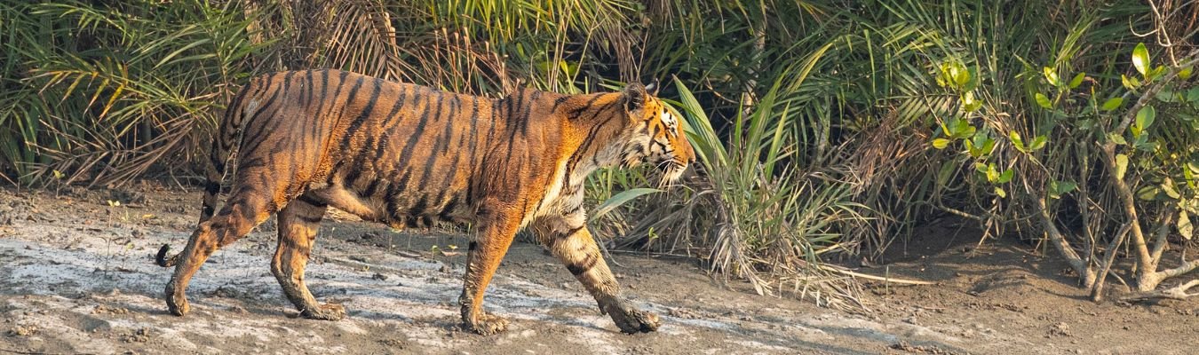 About | Sundarban Wild Tourism | Expert Sundarbans Tour Operators