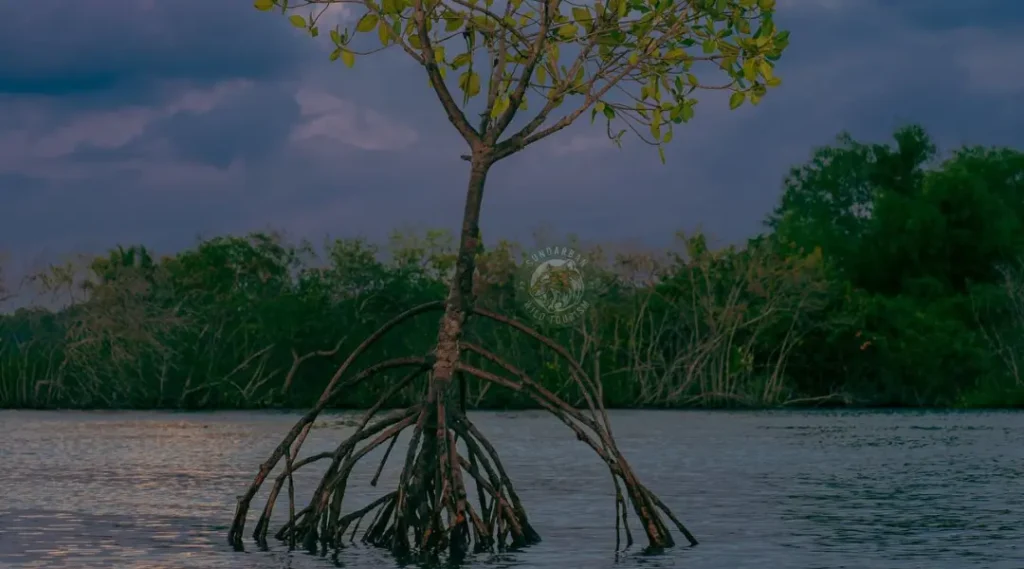 Sundarban Mangrove Forest