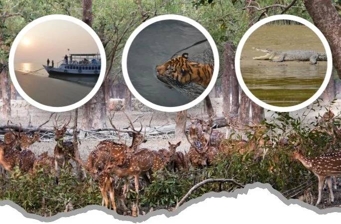 Sundarban Tour Package From Canning 1
